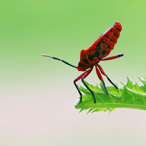 类似红警 类似红警